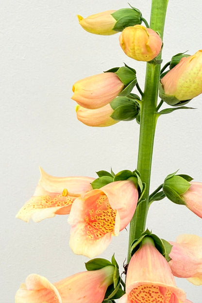 Fingerbøl 'Dalmatian Peach' - frø - 2-årige sommerblomster - til din skærehave her vist på billede 2 fra Frk. Grønt