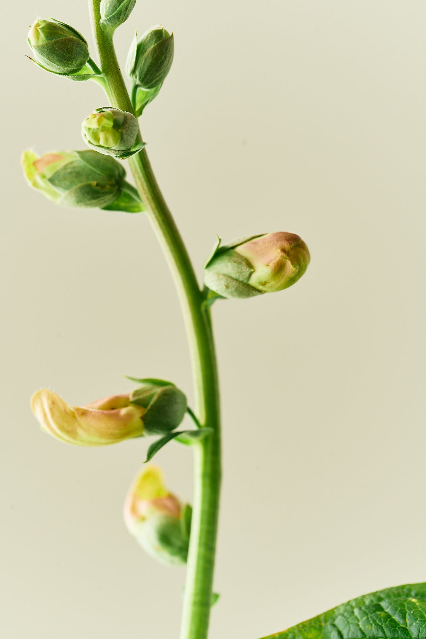 Fingerbøl 'Dalmatian Peach' - frø - 2-årige sommerblomster - til din skærehave her vist på billede 3 fra Frk. Grønt
