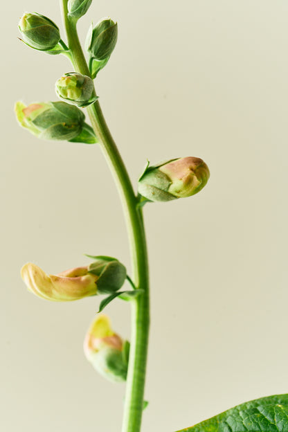 Fingerbøl 'Dalmatian Peach' - frø - 2-årige sommerblomster - til din skærehave her vist på billede 3 fra Frk. Grønt