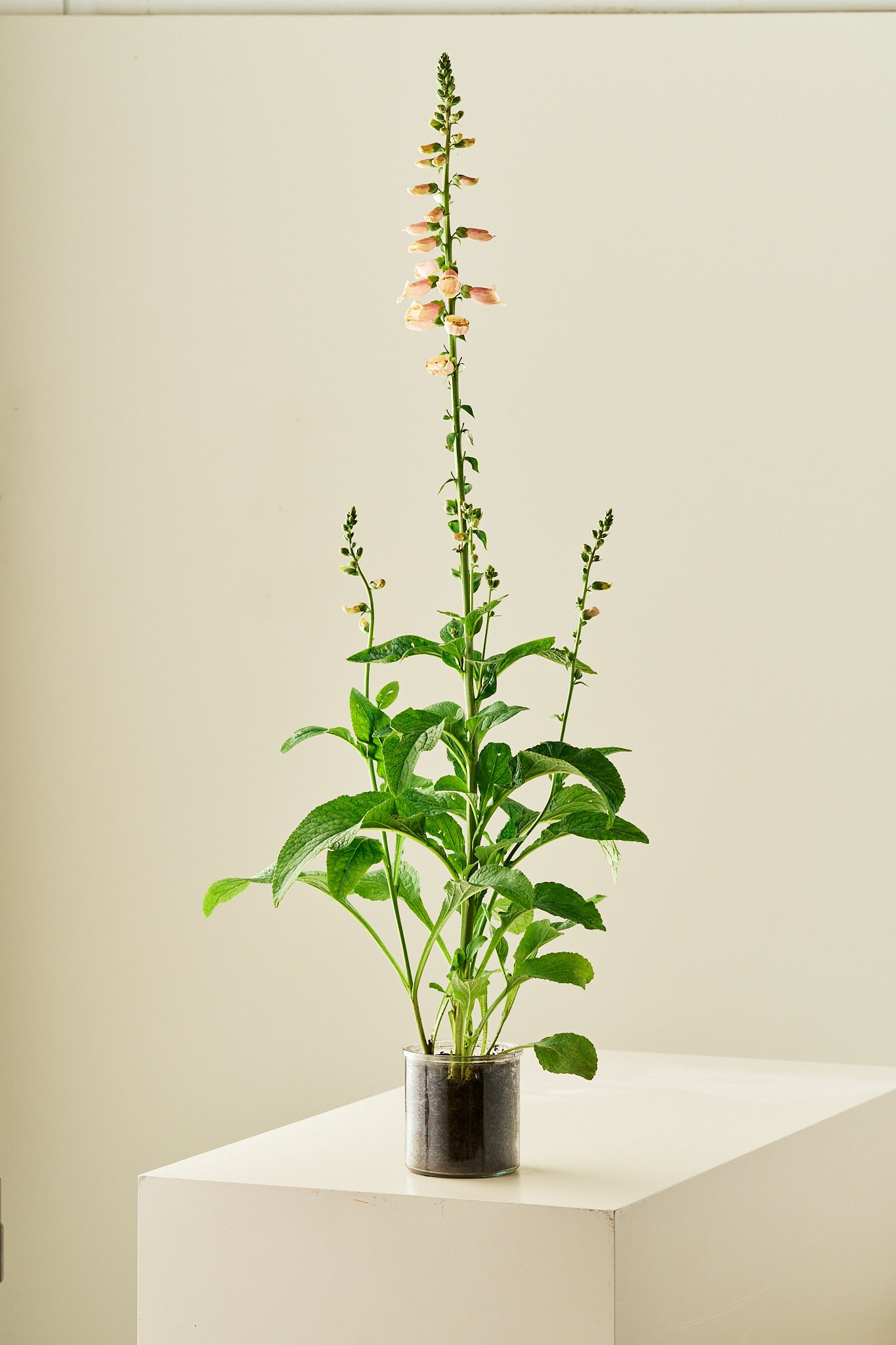 Fingerbøl 'Dalmatian Peach' - frø - 2-årige sommerblomster - til din skærehave her vist på billede 4 fra Frk. Grønt