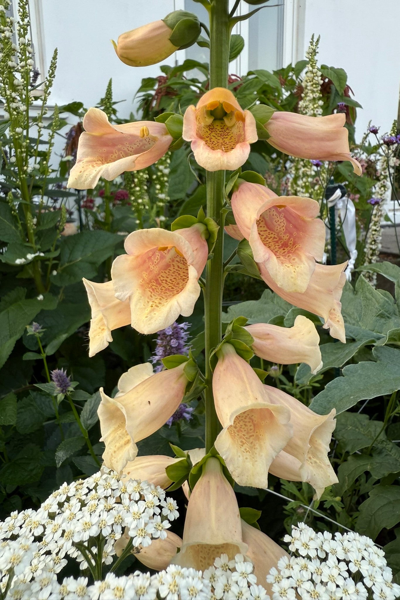 Fingerbøl 'Dalmatian Peach' - frø - 2-årige sommerblomster - til din skærehave her vist på billede 5 fra Frk. Grønt