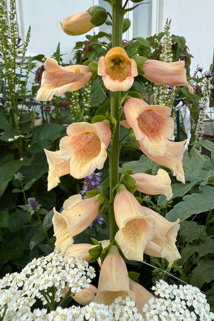 Fingerbøl 'Dalmatian Peach' - frø - 2-årige sommerblomster - til din skærehave her vist på billede 5 fra Frk. Grønt