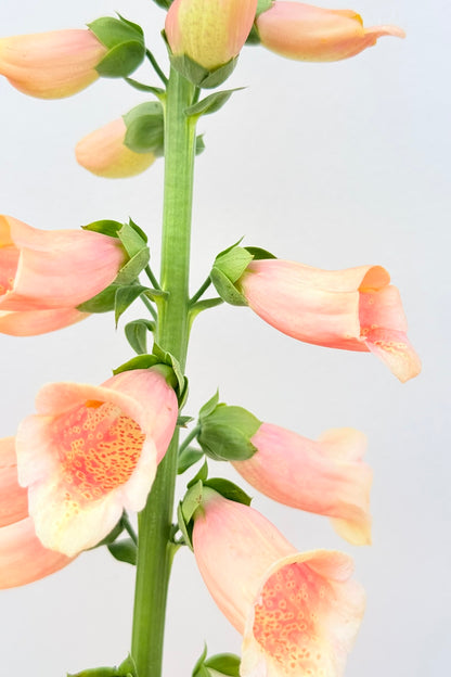 Fingerbøl 'Dalmatian Peach' - frø - 2-årige sommerblomster - til din skærehave her vist på billede 6 fra Frk. Grønt