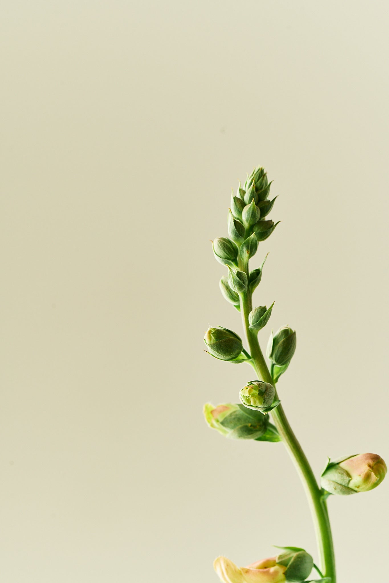 Fingerbøl 'Dalmatian Peach' - frø - 2-årige sommerblomster - til din skærehave her vist på billede 7 fra Frk. Grønt