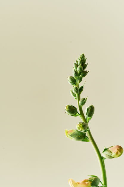 Fingerbøl 'Dalmatian Peach' - frø - 2-årige sommerblomster - til din skærehave her vist på billede 7 fra Frk. Grønt