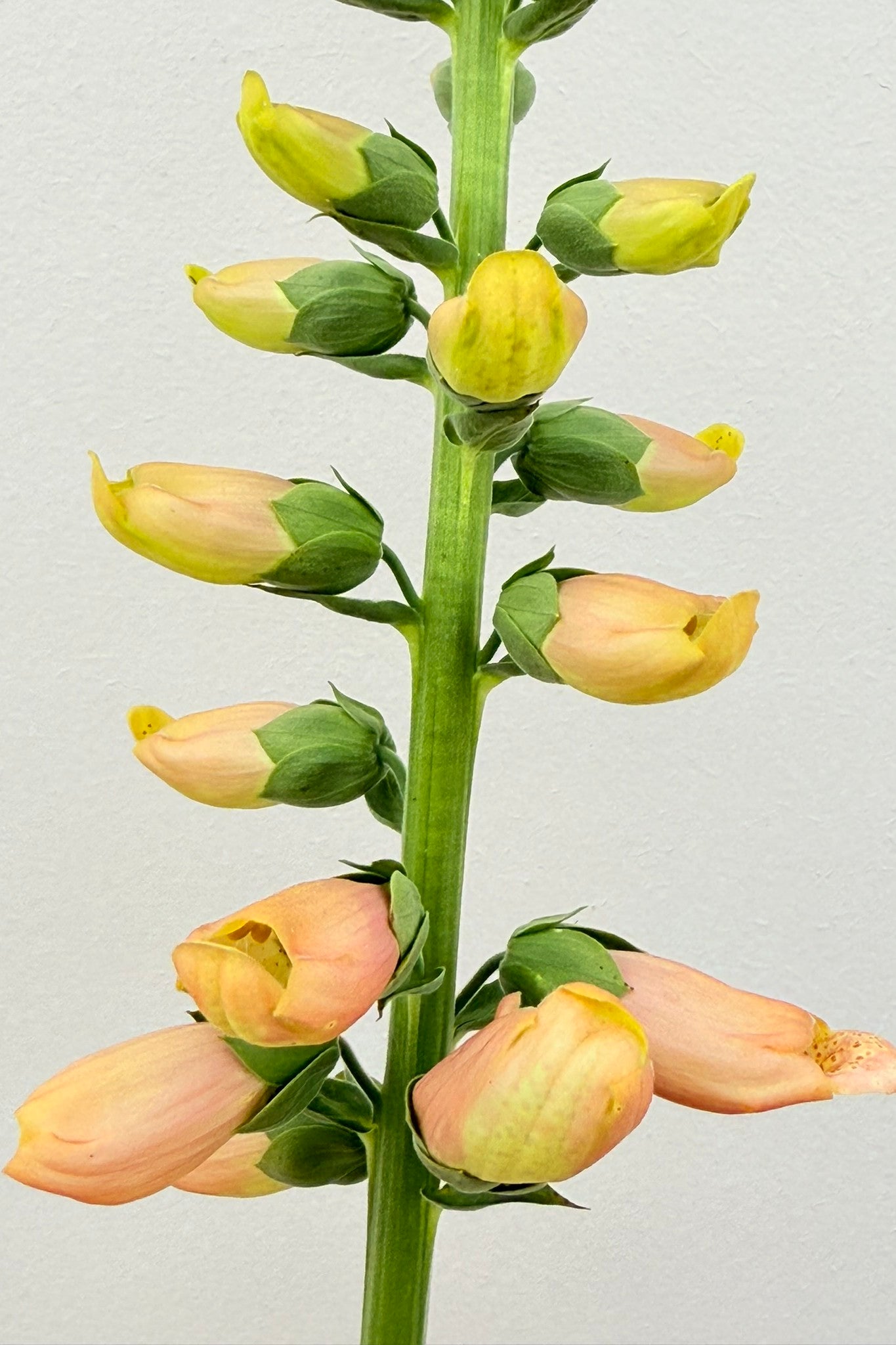 Fingerbøl 'Dalmatian Peach' - frø - 2-årige sommerblomster - til din skærehave her vist på billede 8 fra Frk. Grønt