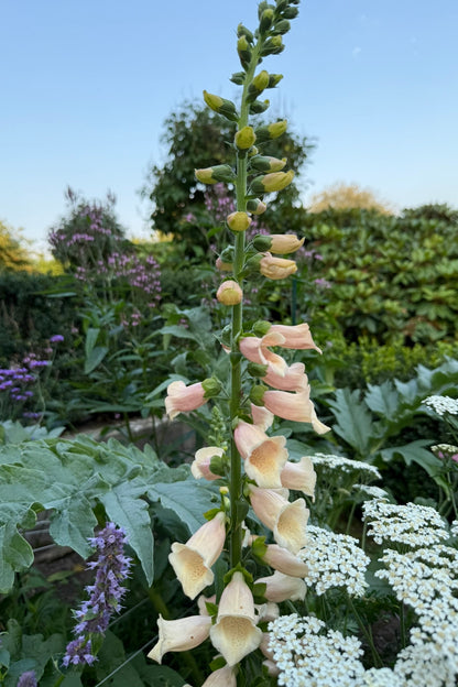 Fingerbøl 'Dalmatian Peach' - frø - 2-årige sommerblomster - til din skærehave her vist på billede 9 fra Frk. Grønt