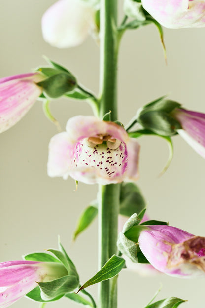 Fingerbøl 'Dottie Rose' - frø - 2-årige sommerblomster - til din skærehave her vist på billede 1 fra Frk. Grønt