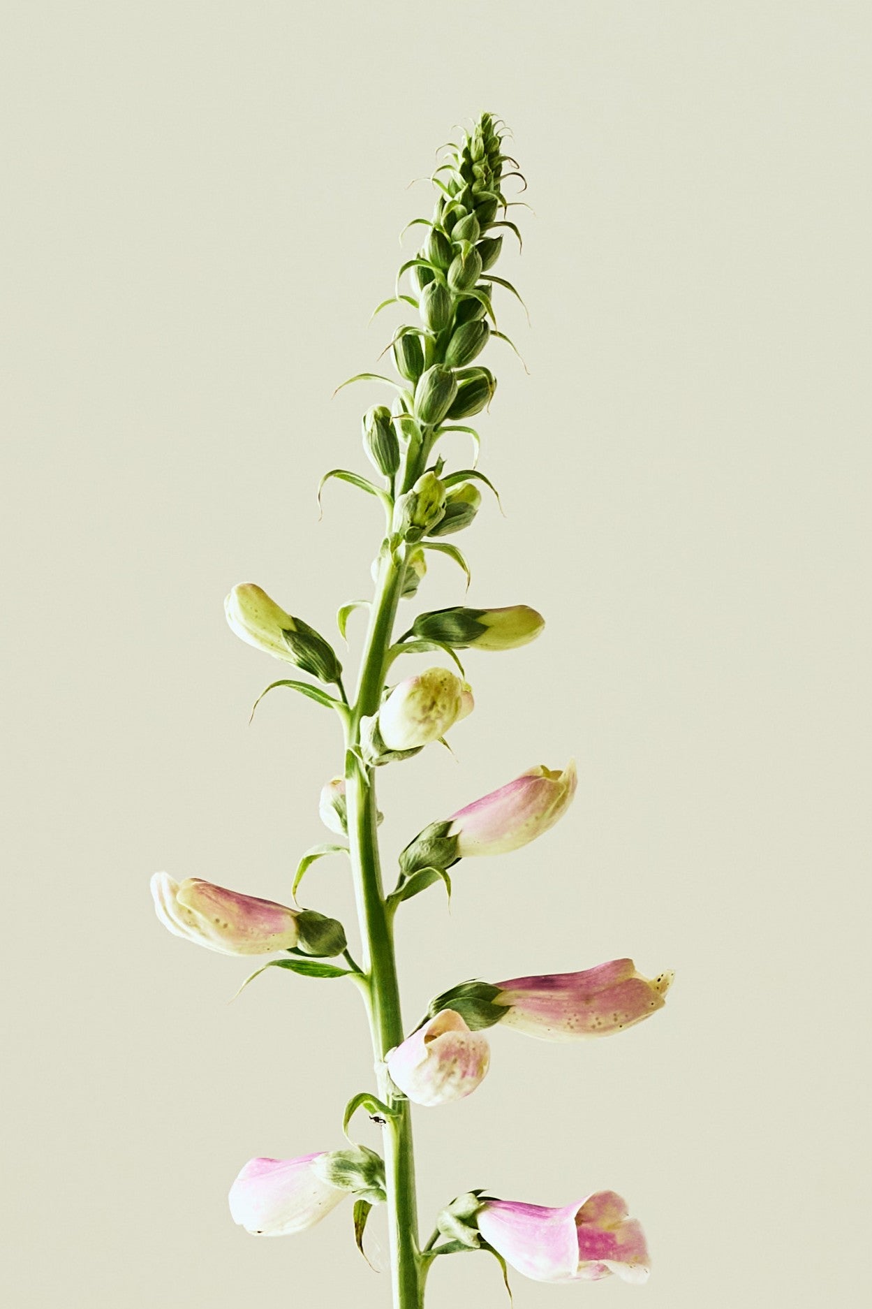 Fingerbøl 'Dottie Rose' - frø - 2-årige sommerblomster - til din skærehave her vist på billede 2 fra Frk. Grønt