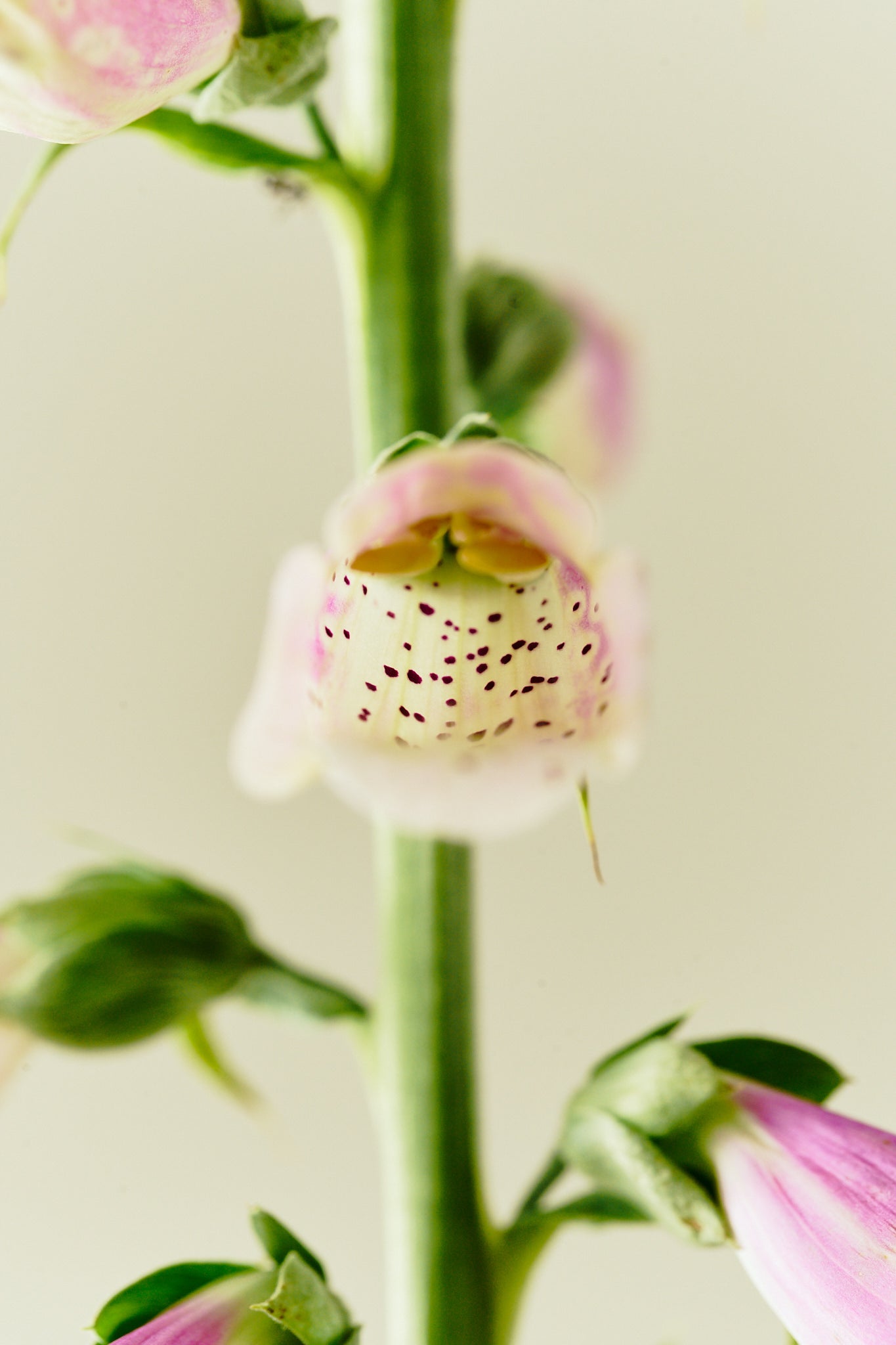Fingerbøl 'Dottie Rose' - frø - 2-årige sommerblomster - til din skærehave her vist på billede 4 fra Frk. Grønt