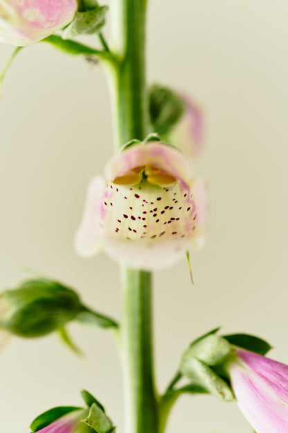 Fingerbøl 'Dottie Rose' - frø - 2-årige sommerblomster - til din skærehave her vist på billede 4 fra Frk. Grønt