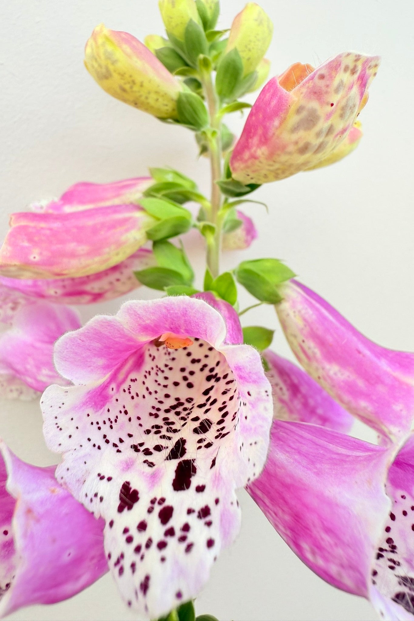 Fingerbøl 'Dottie Rose' - frø - 2-årige sommerblomster - til din skærehave her vist på billede 5 fra Frk. Grønt
