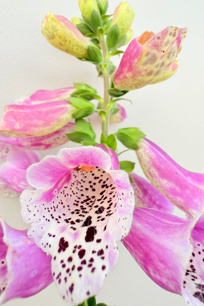Fingerbøl 'Dottie Rose' - frø - 2-årige sommerblomster - til din skærehave her vist på billede 5 fra Frk. Grønt