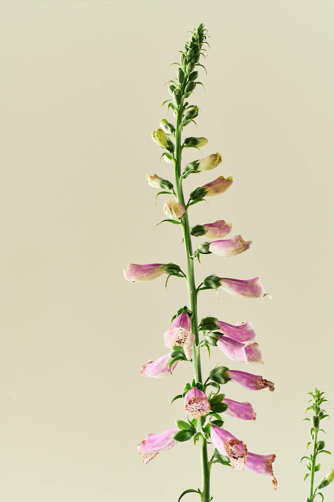 Fingerbøl 'Dottie Rose' - frø - 2-årige sommerblomster - til din skærehave her vist på billede 6 fra Frk. Grønt
