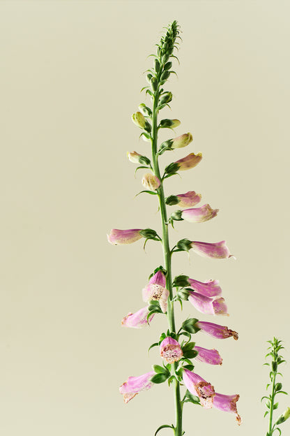 Fingerbøl 'Dottie Rose' - frø - 2-årige sommerblomster - til din skærehave her vist på billede 6 fra Frk. Grønt