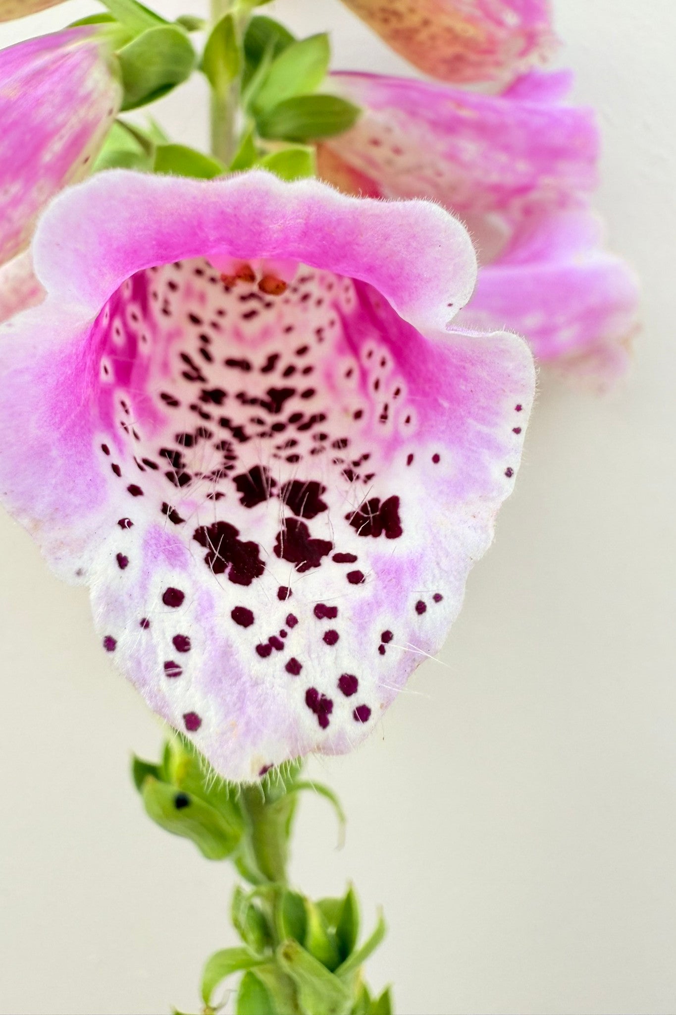Fingerbøl 'Dottie Rose' - frø - 2-årige sommerblomster - til din skærehave her vist på billede 7 fra Frk. Grønt