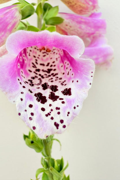 Fingerbøl 'Dottie Rose' - frø - 2-årige sommerblomster - til din skærehave her vist på billede 7 fra Frk. Grønt