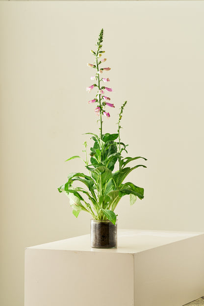 Fingerbøl 'Dottie Rose' - frø - 2-årige sommerblomster - til din skærehave her vist på billede 8 fra Frk. Grønt