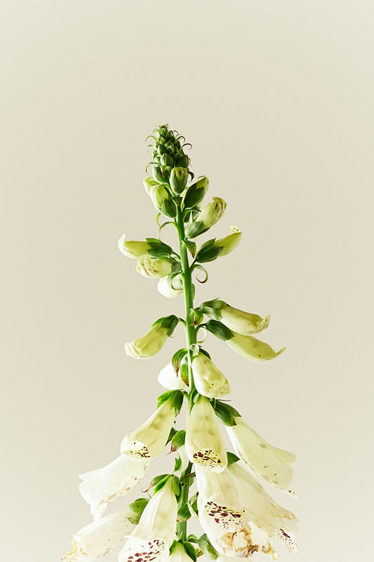 Fingerbøl 'Dottie White' - frø - 2-årige sommerblomster - til din skærehave her vist på billede 1 fra Frk. Grønt