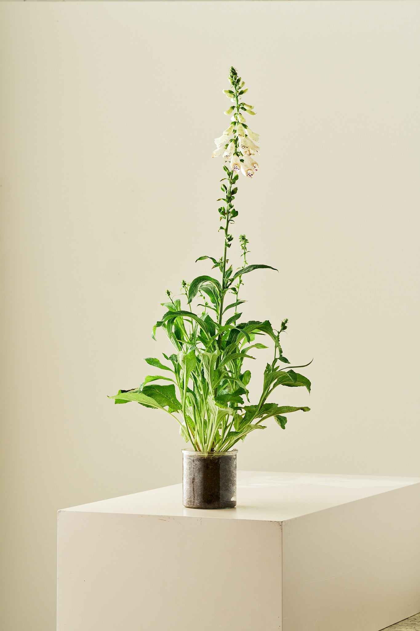 Fingerbøl 'Dottie White' - frø - 2-årige sommerblomster - til din skærehave her vist på billede 2 fra Frk. Grønt