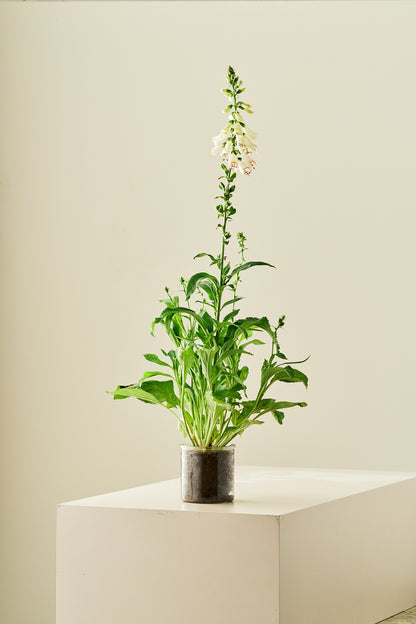 Fingerbøl 'Dottie White' - frø - 2-årige sommerblomster - til din skærehave her vist på billede 2 fra Frk. Grønt