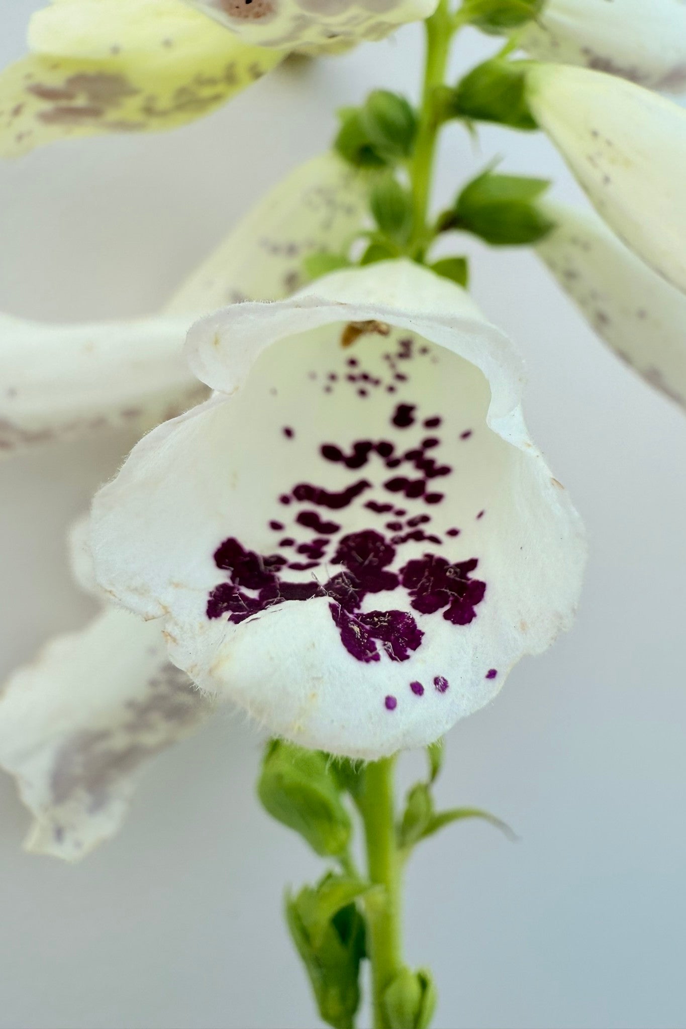 Fingerbøl 'Dottie White' - frø - 2-årige sommerblomster - til din skærehave her vist på billede 3 fra Frk. Grønt