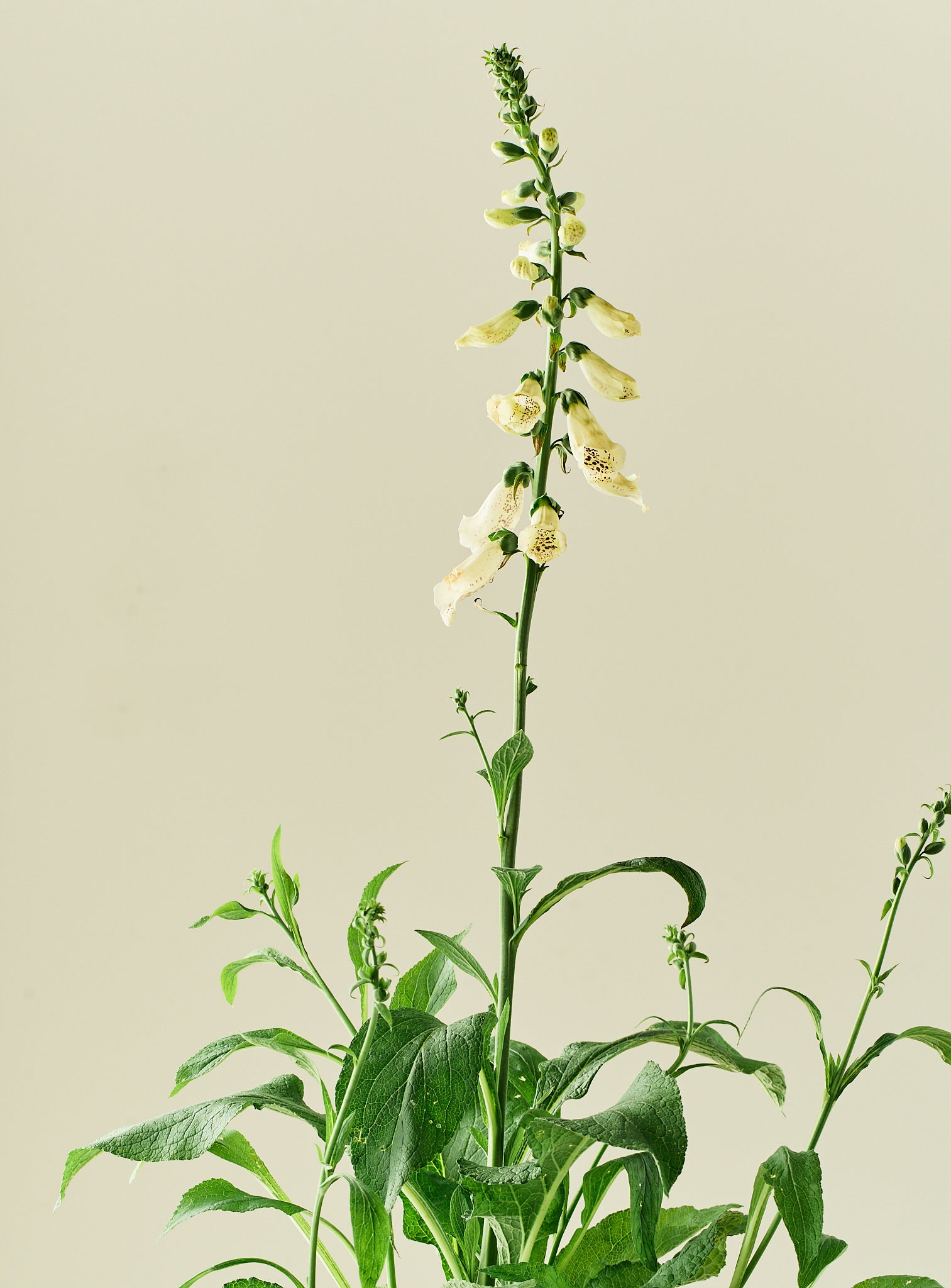 Fingerbøl 'Dottie White' - frø - 2-årige sommerblomster - til din skærehave her vist på billede 4 fra Frk. Grønt