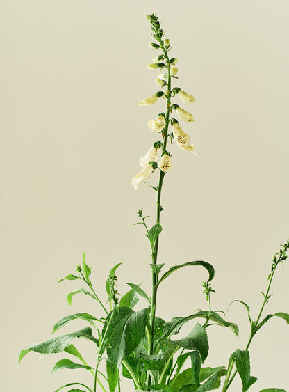 Fingerbøl 'Dottie White' - frø - 2-årige sommerblomster - til din skærehave her vist på billede 4 fra Frk. Grønt
