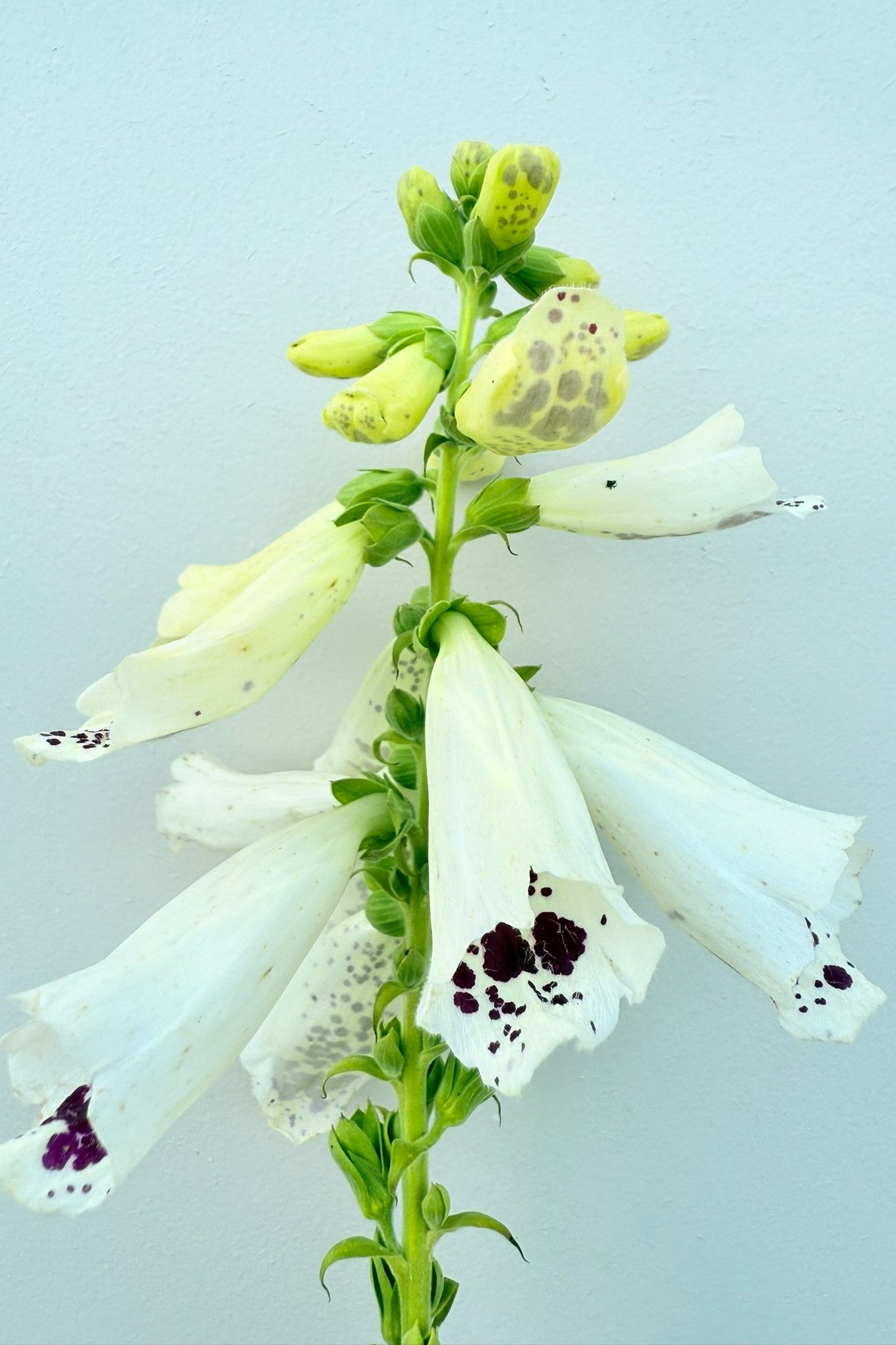 Fingerbøl 'Dottie White' - frø - 2-årige sommerblomster - til din skærehave her vist på billede 7 fra Frk. Grønt
