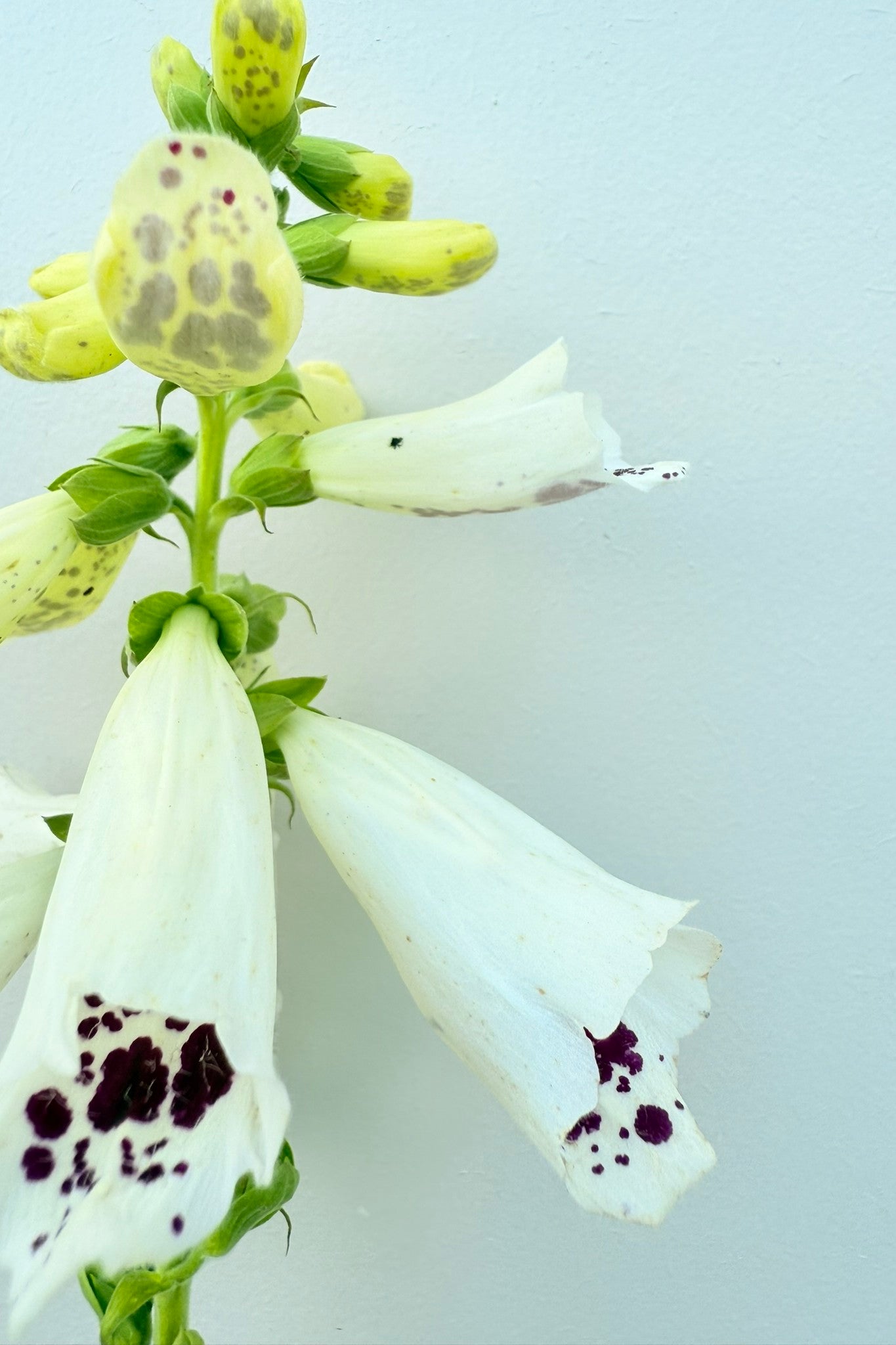 Fingerbøl 'Dottie White' - frø - 2-årige sommerblomster - til din skærehave her vist på billede 8 fra Frk. Grønt