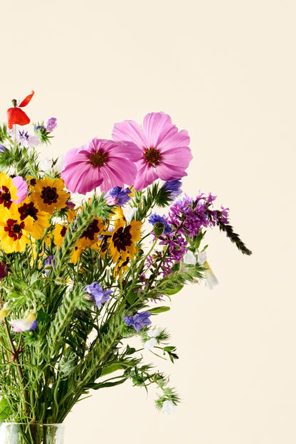Wildflower 'Blomsterdrøm' mix