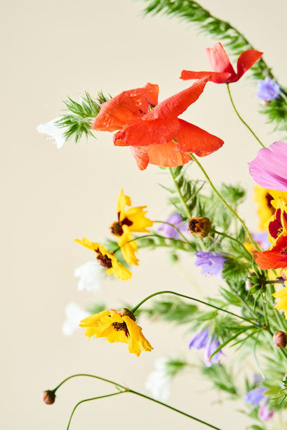 Wildflower 'Blomsterdrøm' mix