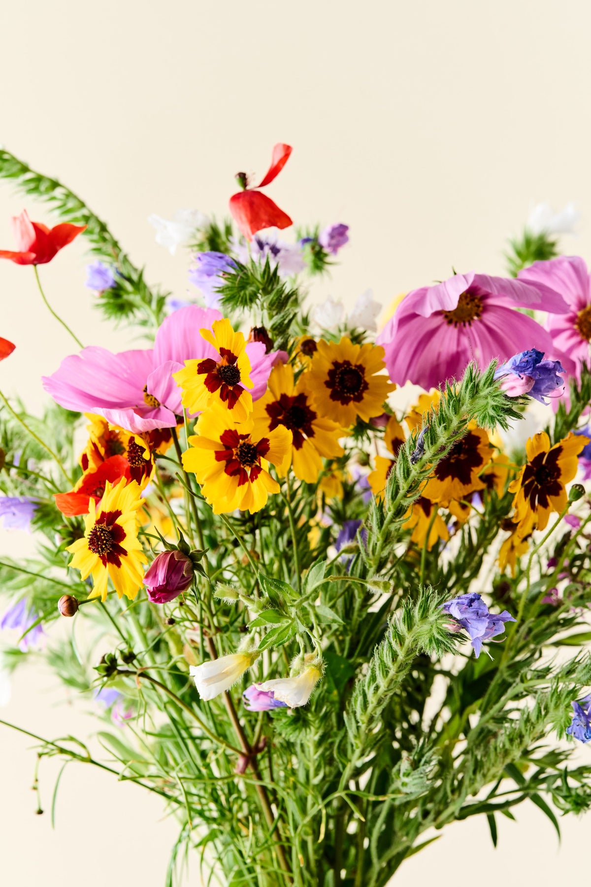 Wildflower 'Blomsterdrøm' mix