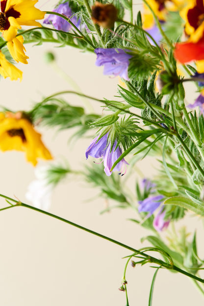 Wildflower 'Blomsterdrøm' mix