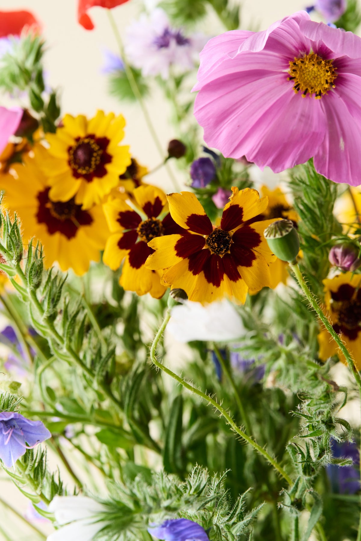 Wildflower 'Blomsterdrøm' mix