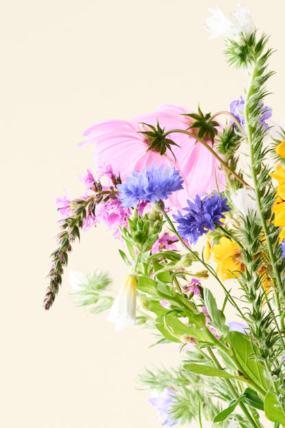 Wildflower 'Blomsterdrøm' mix