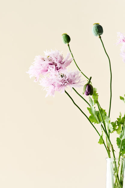 Opiumvalmue 'Lilac Pompom' - frø