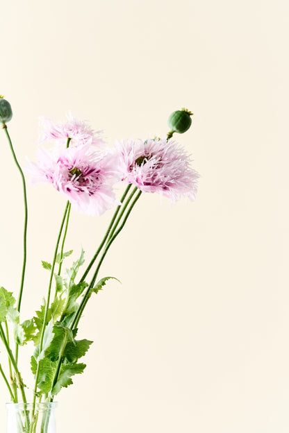 Opiumvalmue 'Lilac Pompom' - frø
