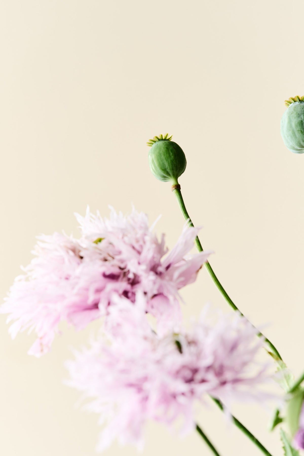 Opiumvalmue 'Lilac Pompom' - frø