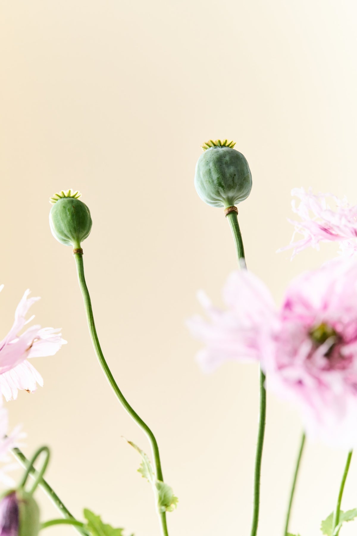 Opiumvalmue 'Lilac Pompom' - frø