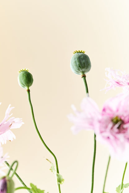 Opiumvalmue 'Lilac Pompom' - frø