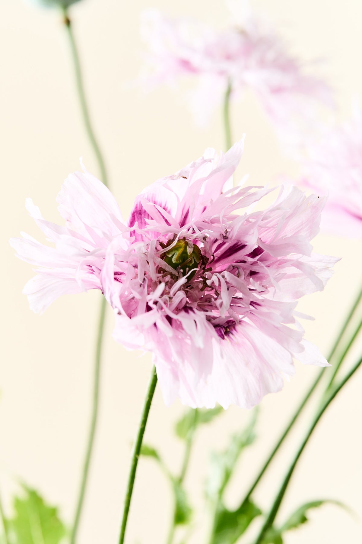 Opiumvalmue 'Lilac Pompom' - frø