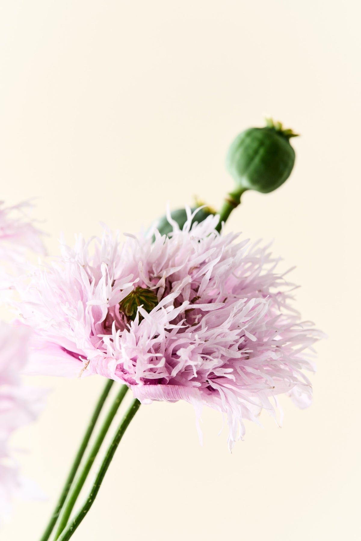 Opiumvalmue 'Lilac Pompom' - frø