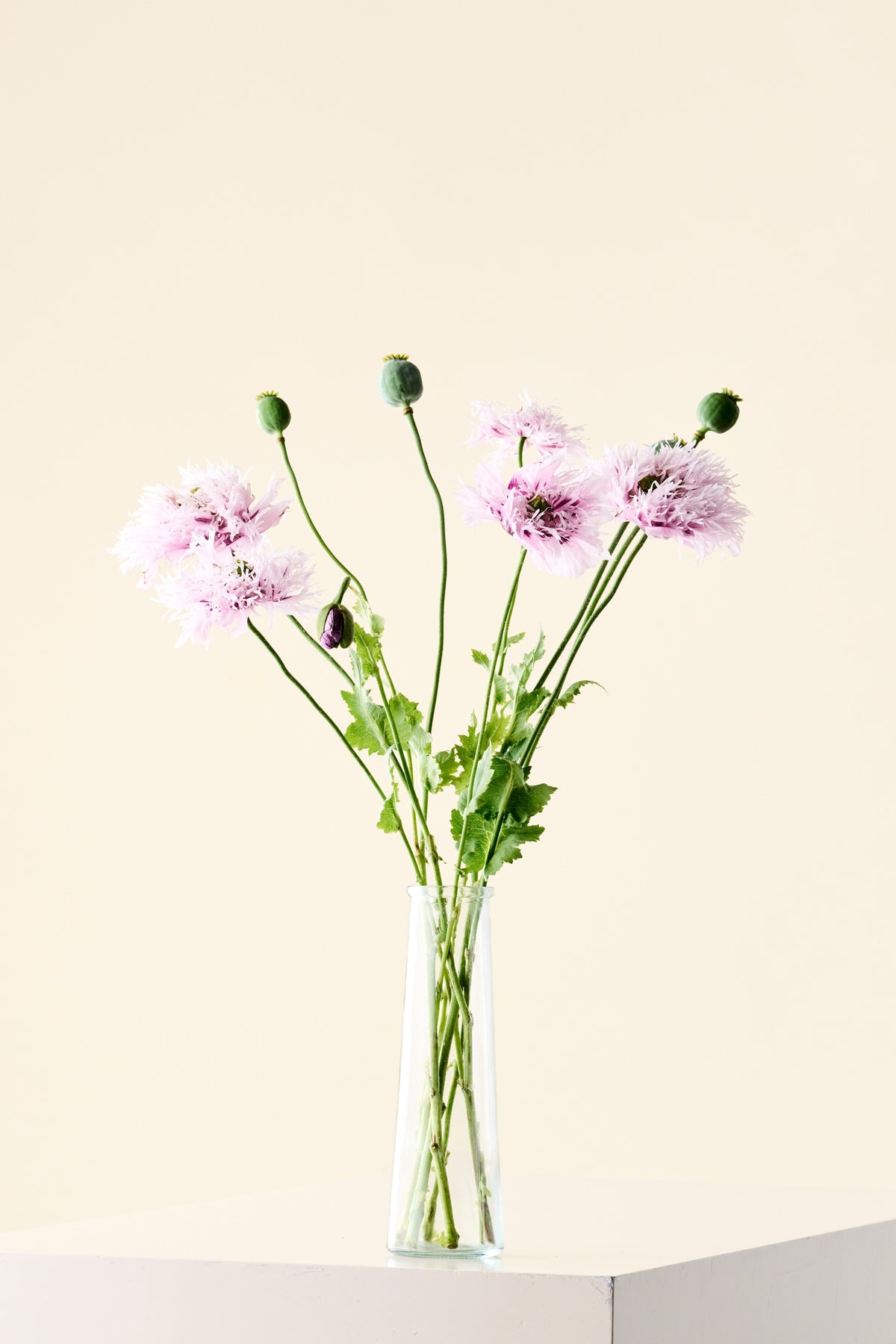 Opiumvalmue 'Lilac Pompom' - frø