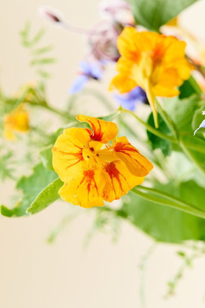 Wildflower 'Solskin' – blanding af spiselige blomster