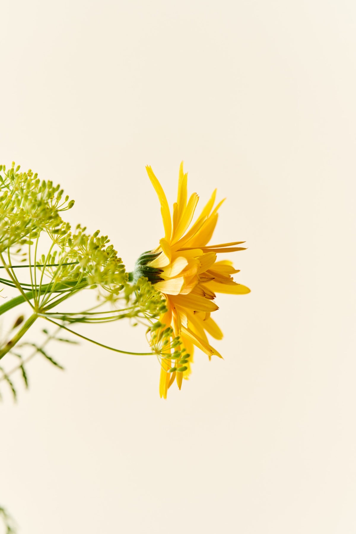 Wildflower 'Solskin' – blanding af spiselige blomster