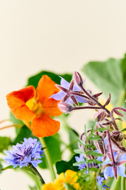 Wildflower 'Solskin' – blanding af spiselige blomster