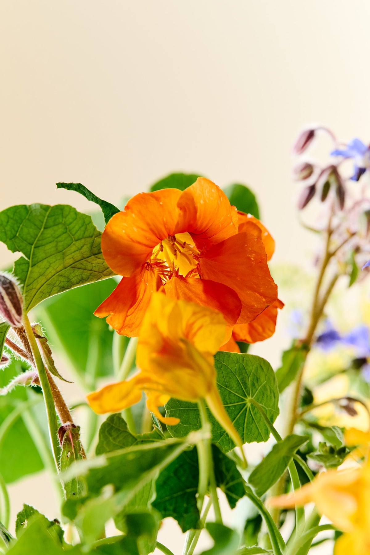 Wildflower 'Solskin' – blanding af spiselige blomster