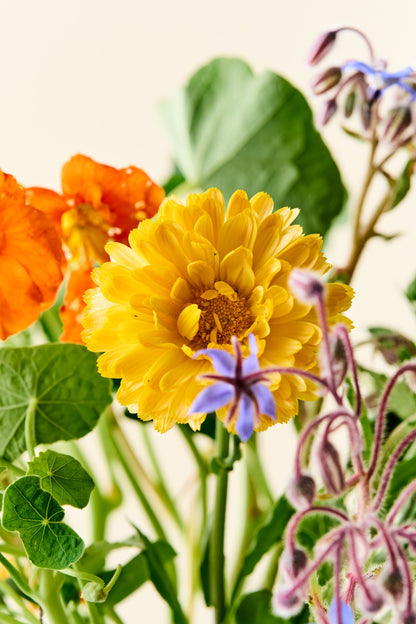 Wildflower 'Solskin' – blanding af spiselige blomster
