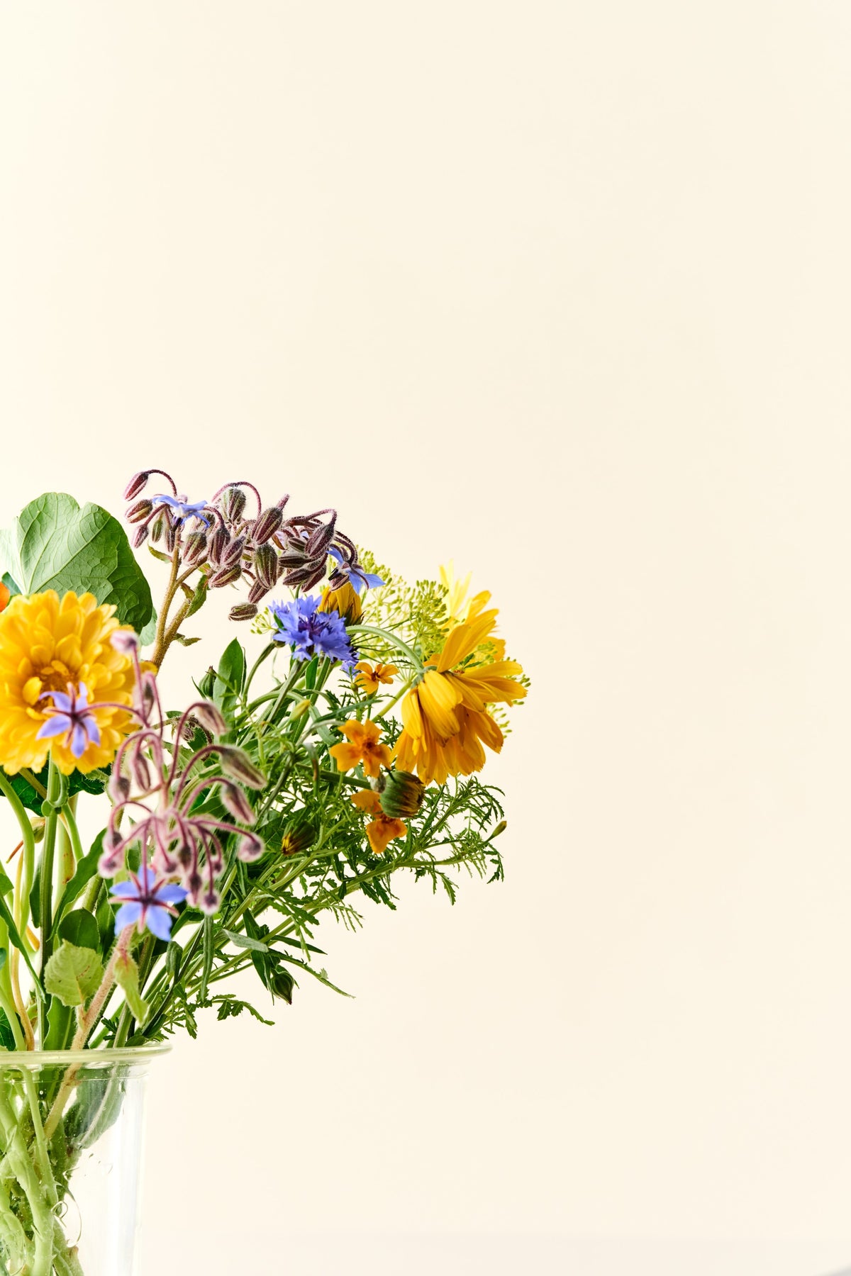 Wildflower 'Solskin' – blanding af spiselige blomster